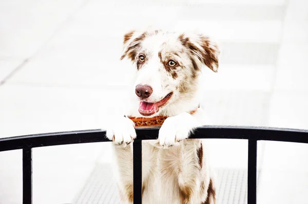 Schöner Und Fröhlicher Hund Lächelnd — Stockfoto