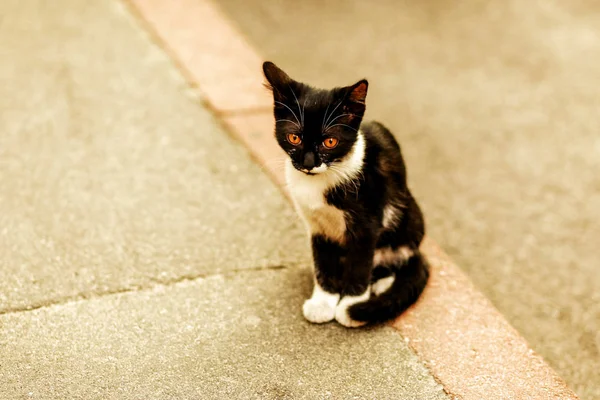 Triste Gato Preto Branco Olha Para Distância — Fotografia de Stock