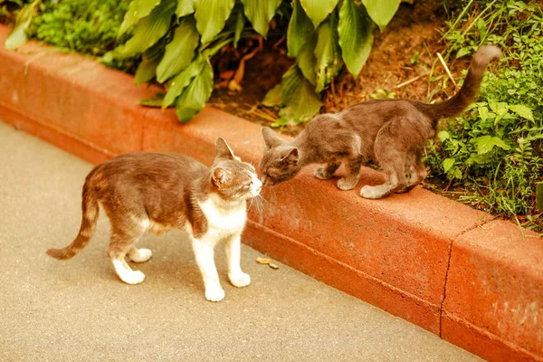 2匹の猫が顔でキスする — ストック写真