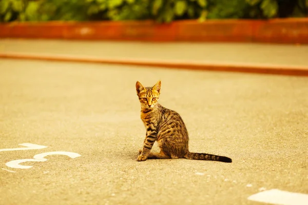 Кіт Килимі Досить Яскравому Світлі — стокове фото