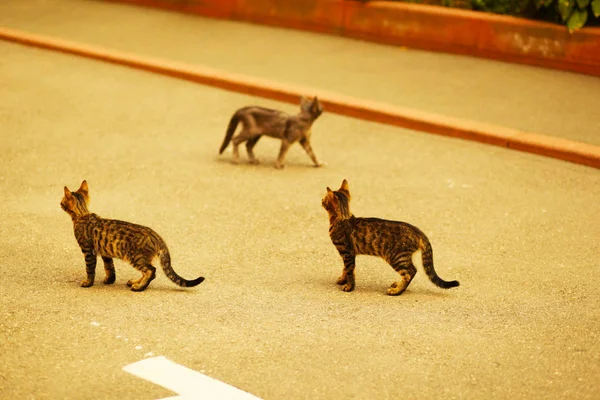 Tres Gatitos Caminan Sobre Asfalto — Foto de Stock
