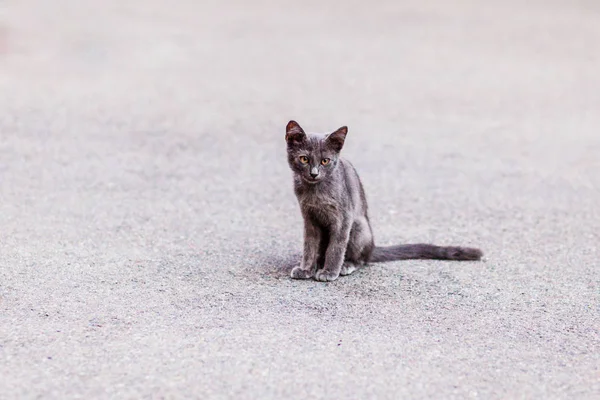 lonely gray cat is sad on the pavement