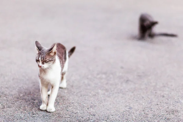scared cat is walking on the asphalt
