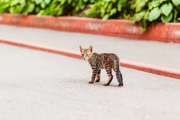 Bengale Chaton Marche Sur Une Rue Européenne — Photo