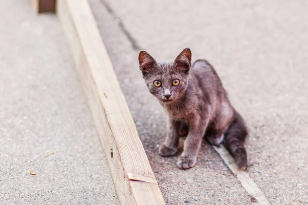 포장도로에 하바나 브라운 고양이 — 스톡 사진