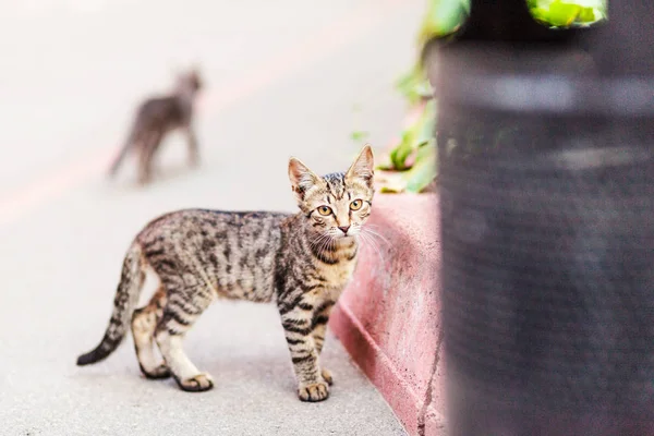 Gato Bengala Caminha Uma Rua Cidade — Fotografia de Stock