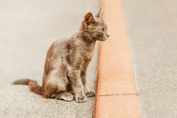 Doméstico Gato Shorthair Sentado Pavimento — Fotografia de Stock