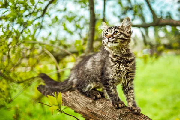 Tabby Scottish Wild Cat Green Garden — Stock Photo, Image