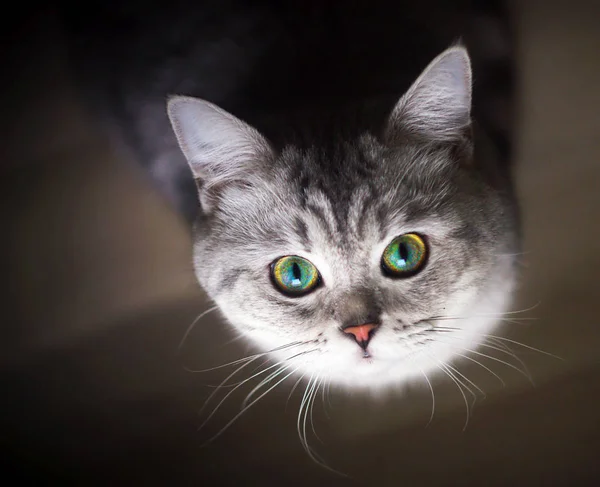 Doméstico Gato Shorthair Com Olhos Verdes Olhando Para Câmera — Fotografia de Stock
