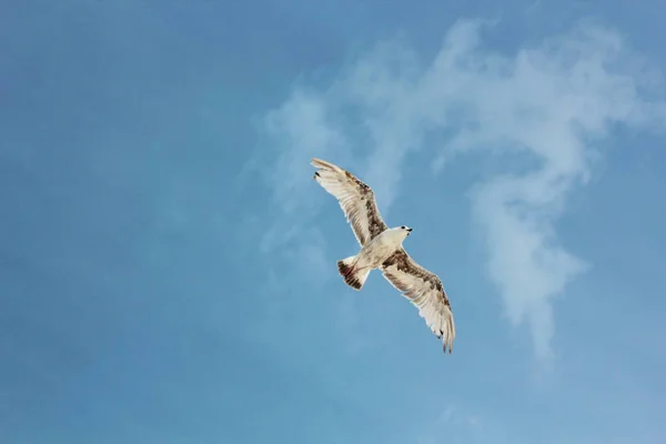 Mouette Dans Ciel Dans Lumière Pas Brillante Photos De Stock Libres De Droits