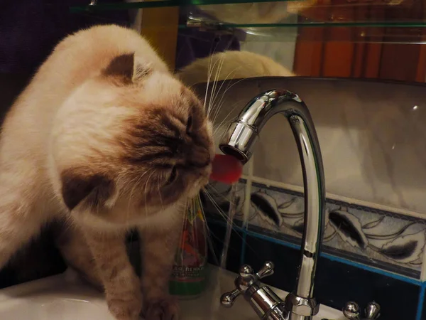 Балийская Кошка Нетерпением Пьет Воду Крана Стоковое Фото