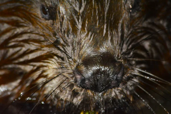 Close Wet Beaver Stock Picture