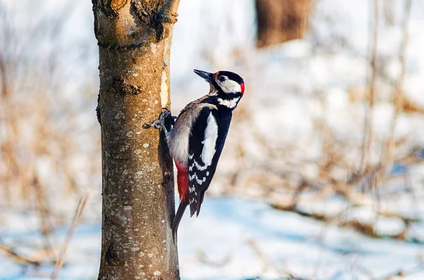 Woodpecker Tree Fading Light Stock Picture