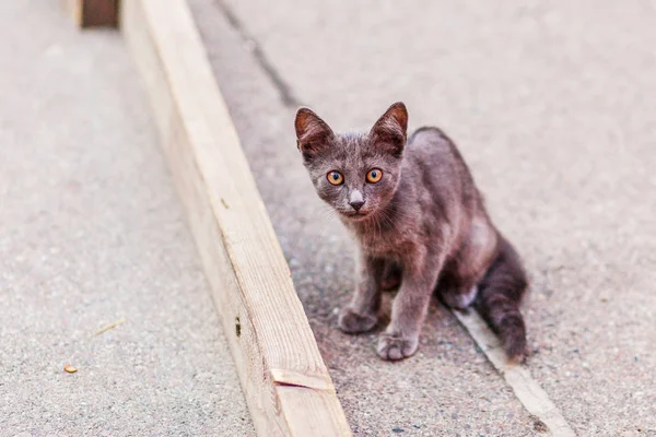 Chat Havane Brown Images Libres De Droit Photos De Chat Havane Brown Depositphotos Chat Havane Brown Images Libres De Droit Photos De Chat Havane Brown Depositphotos
