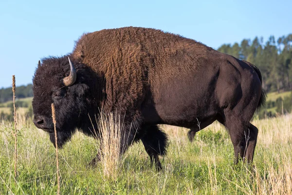 Brutální Jediný Americký Bizon Zelené Pláně Black Hills Jižní Dakota — Stock fotografie