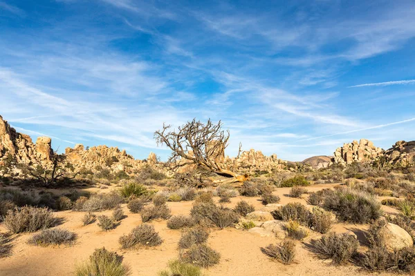 Deadwood ve kaya oluşumu Joshua Tree National Park, Kaliforniya, ABD