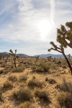 Yucca avuç içi ve kaya oluşumu Joshua Tree National Park, Kaliforniya, ABD