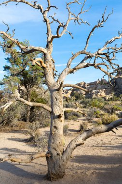 Deadwood ve kaya oluşumu Joshua Tree National Park, Kaliforniya, ABD