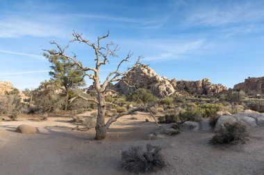 Deadwood ve kaya oluşumu Joshua Tree National Park, Kaliforniya, ABD