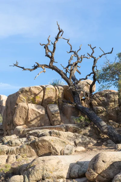 Deadwood Och Rock Formation Joshua Tree National Park Kalifornien Usa — Stockfoto