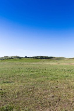 Black Hills, Güney Dakota, ABD'de mavi gökyüzü ile sonsuz yeşil alanlar