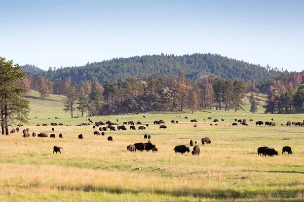beastly american bisons in green plains of the Black Hills, South Dakota, USA