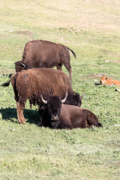 Beastly American Bisons Green Plains Black Hills South Dakota Usa — Stock Photo, Image