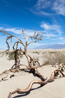 Deadwood Ölüm Vadisi Milli Parkı, California, Nevada, ABD