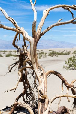 Deadwood Ölüm Vadisi Milli Parkı, California, Nevada, ABD