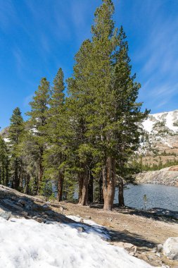 Orman, kayalar ve kar Yosemite Milli Parkı, Kaliforniya, ABD