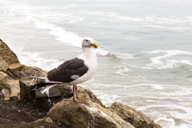 Martı kayanın üzerinde oturur ve görünüyor Pasifik Okyanusu, California, ABD