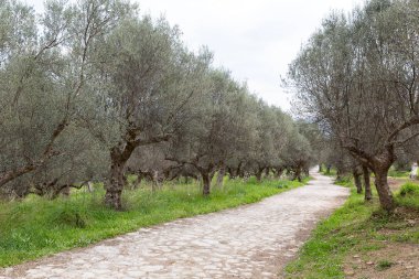 antik yol bir zeytin grove, Sparta, Yunanistan, Europe