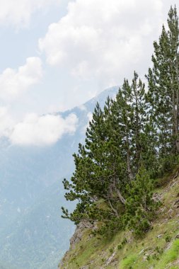 ağaçları ve kayaları Olimpos Dağı, Yunanistan, Avrupa'nın