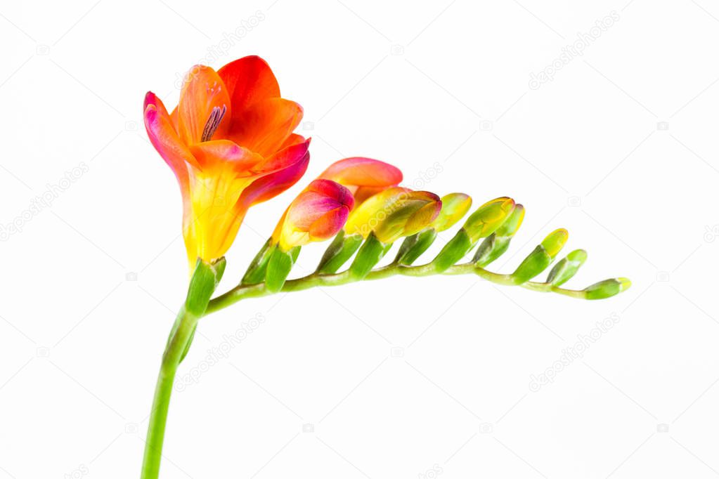 beautiful fressia flower isolated on white background