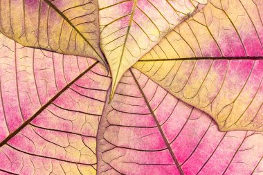 solmuş Atatürk çiçeği çiçek yaprak damarları ile doku