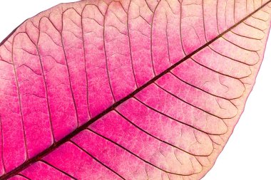 solmuş Atatürk çiçeği çiçek yaprak damarları ile doku