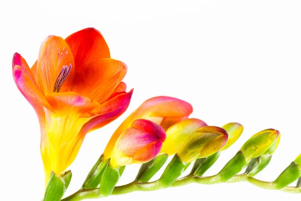 Vackra Fressia Blomma Isolerad Vit Bakgrund — Stockfoto