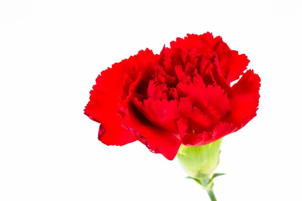 Hermosa Flor Dianthus Aislado Sobre Fondo Blanco —  Fotos de Stock