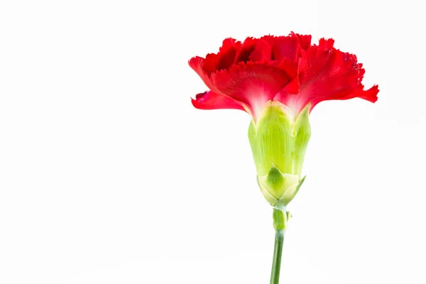 Красивый Цветок Dianthus Изолирован Белом Фоне — стоковое фото