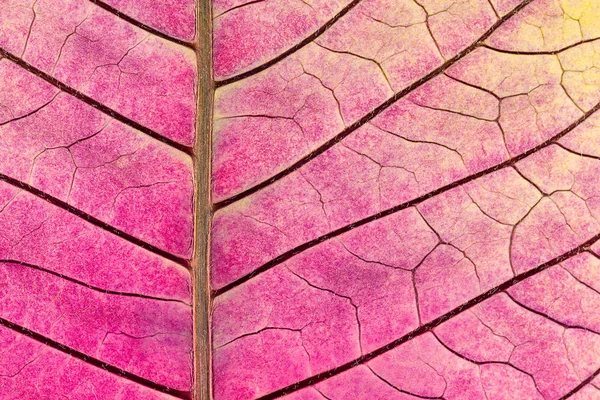 Tekstur Dengan Vena Daun Bunga Poinsettia Layu — Stok Foto