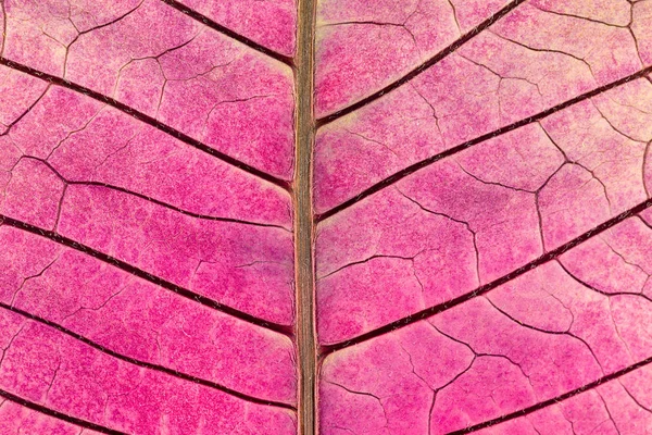 Текстура Листовыми Венами Сухого Цветка Пуансеттии — стоковое фото