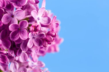 beautiful purple syringa lilac blossoms isolated on blue background with copy space for greeting message clipart