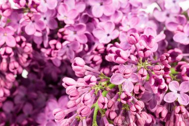 güzel Mor Leylak leylak çiçeği