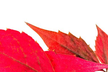 sonbahar yaprak damarları ile doku