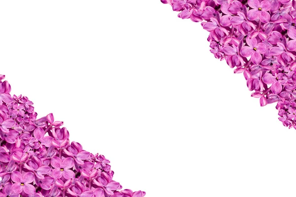 Hermosa Jeringa Púrpura Flores Color Lila Aisladas Sobre Fondo Blanco —  Fotos de Stock