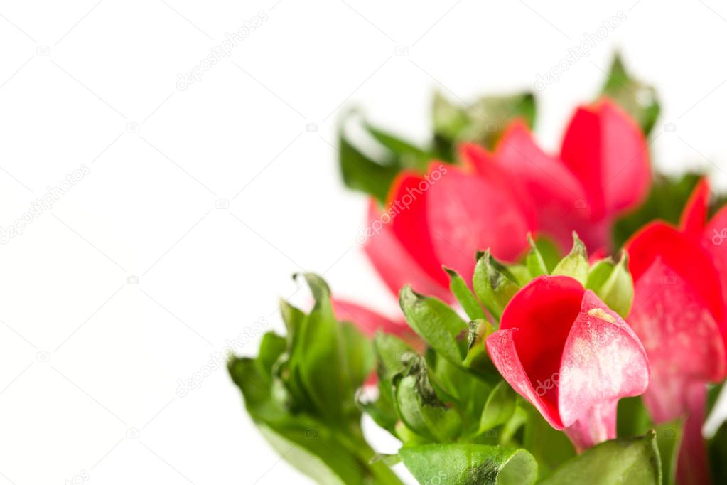 beautiful red bouvardia flower isolated on white background