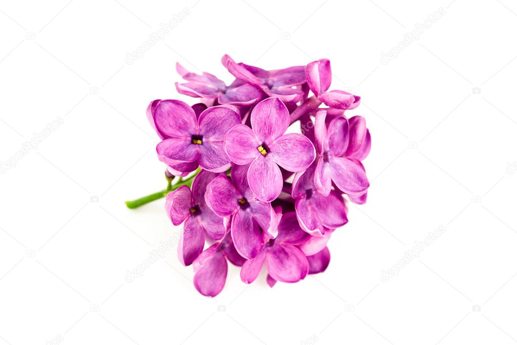 beautiful purple syringa lilac blossoms isolated on white background