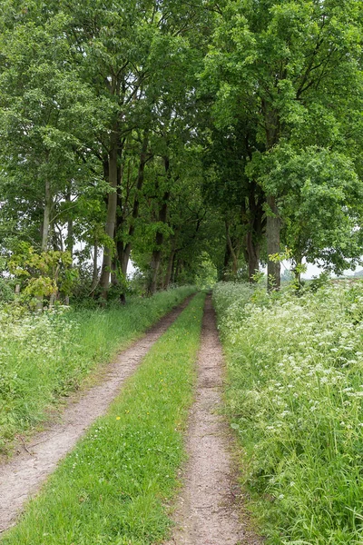 Traccia Attraverso Campi Bassa Sassonia — Foto Stock