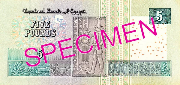 Mısır Lirası Banknot Ters — Stok fotoğraf