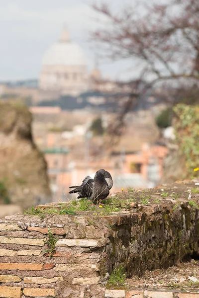 Single Dove Sits Old Wall Peter Cathedral Rome Italy Europe — стоковое фото